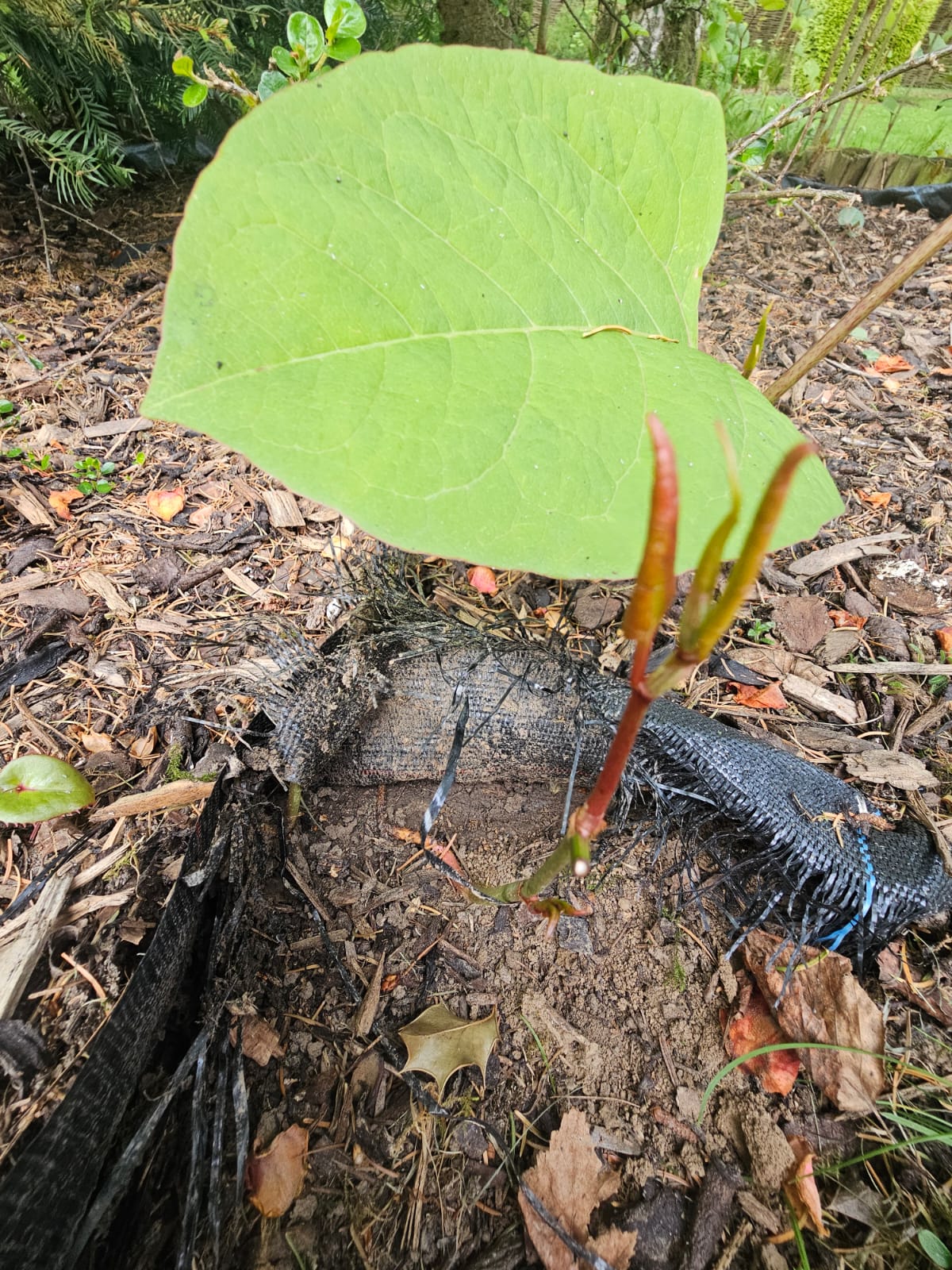 Knotweed pushing through landscape geotextile — proof that membranes don't stop rhizome.
